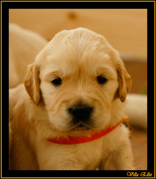 comprar golden retriever villa ellie